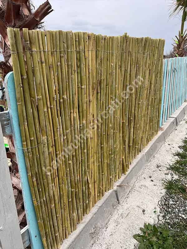 Bambu Çit