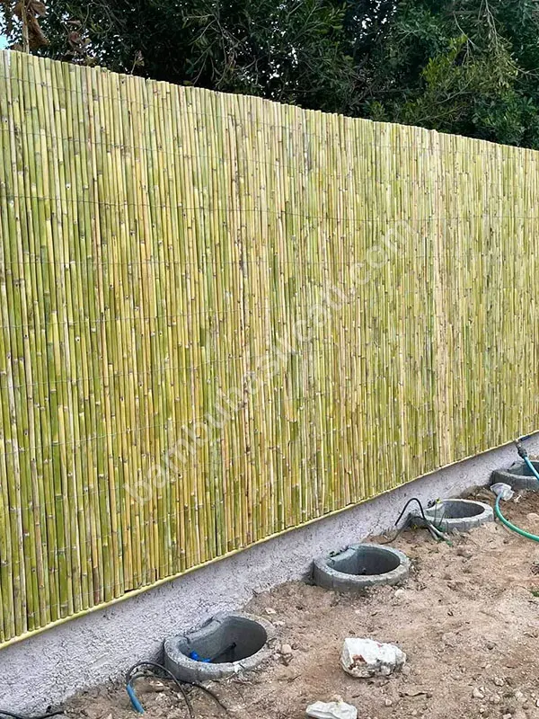 Bambu Bambu