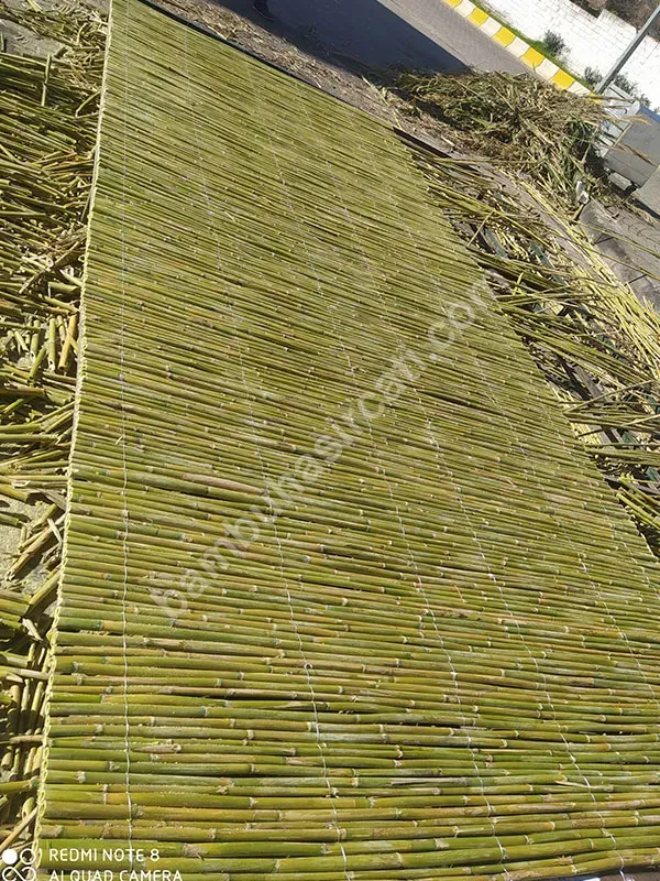 Bambu Bambu