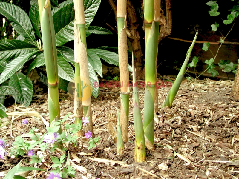 Sera Destek Bambu Kamışı