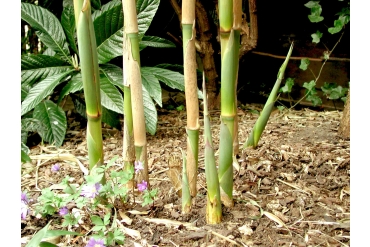Sera Bambu ve Kargı Destek Çubukları